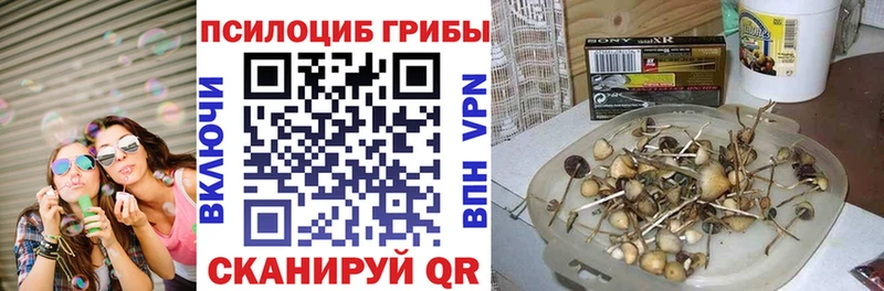 купить   Гудермес  Псилоцибиновые грибы Psilocybine cubensis 